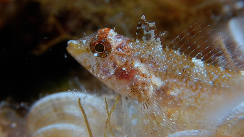 Look into my sparkly blue eyes. (Image: Nico K. Michiels, Uni Tübingen)